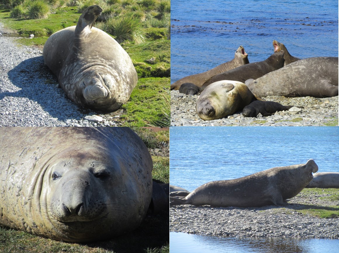 South Georgia is an important breeding ground for Elephant seals.
