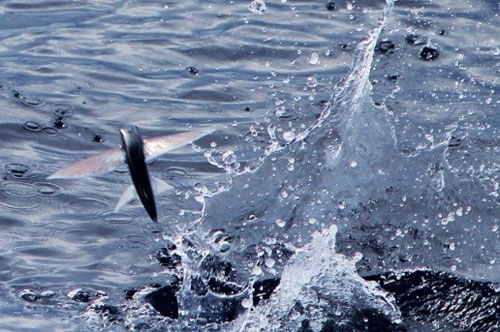 Flying fish in the North Atlantic Gyre. (Credits: Ian Brown, Plymouth Marine Laboratory, UK).